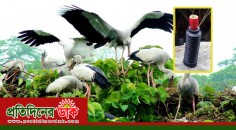 বাঁশির সুরে যেভাবে ফাঁদে পড়ে পরিযায়ী পাখি